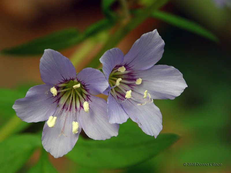 Greek Valerian