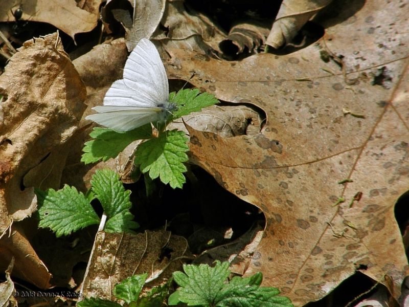White Butterfly...West Virginia White?
