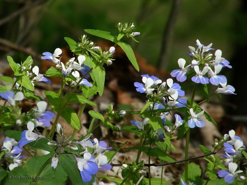 Blue-eyed Mary