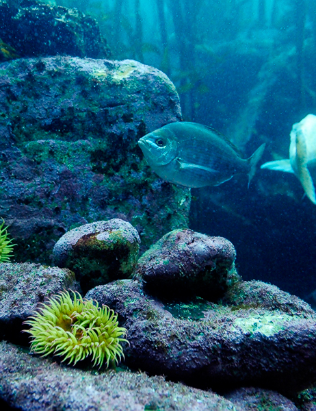 Aquarium at Victoria and Alfred Waterfront