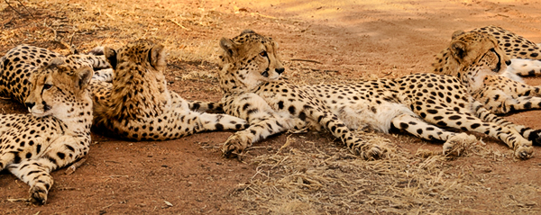 Cheetahs - Dewildt Cheetah Reserve
