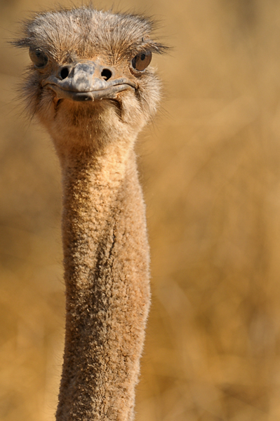 Dewildt Ostrich