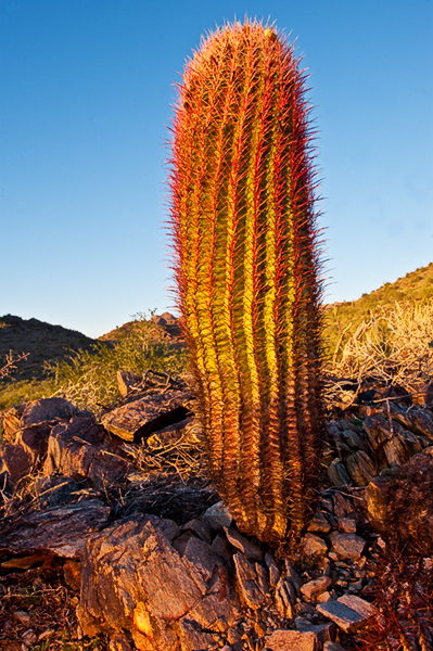 Sunset and Cactus - McDowell Mountain Park