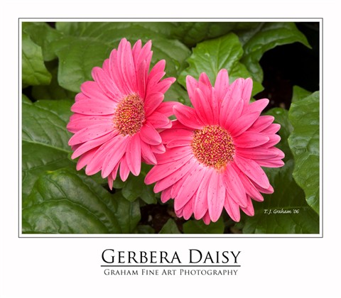 Gerbera Daisy