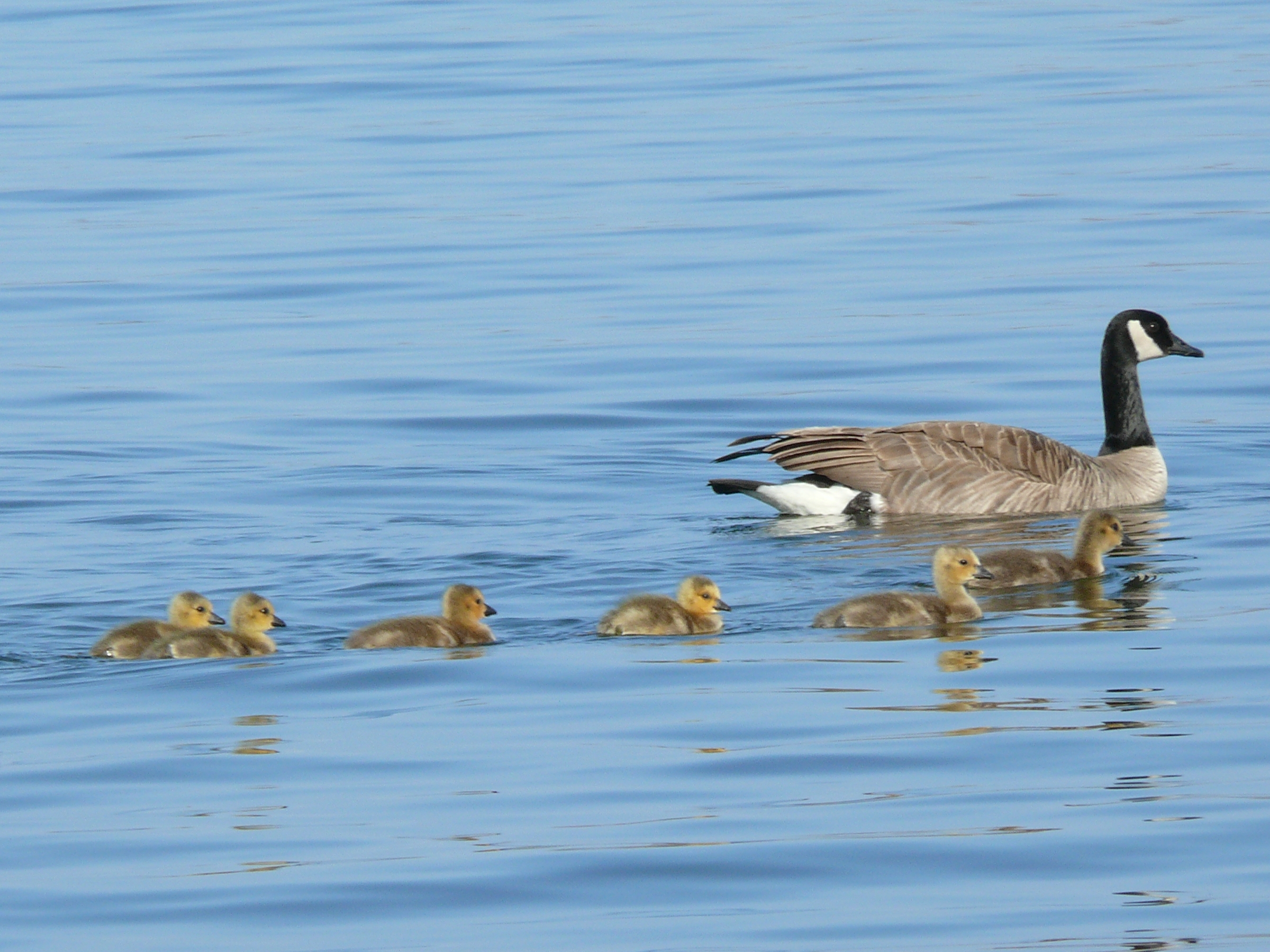 Canada Goslings