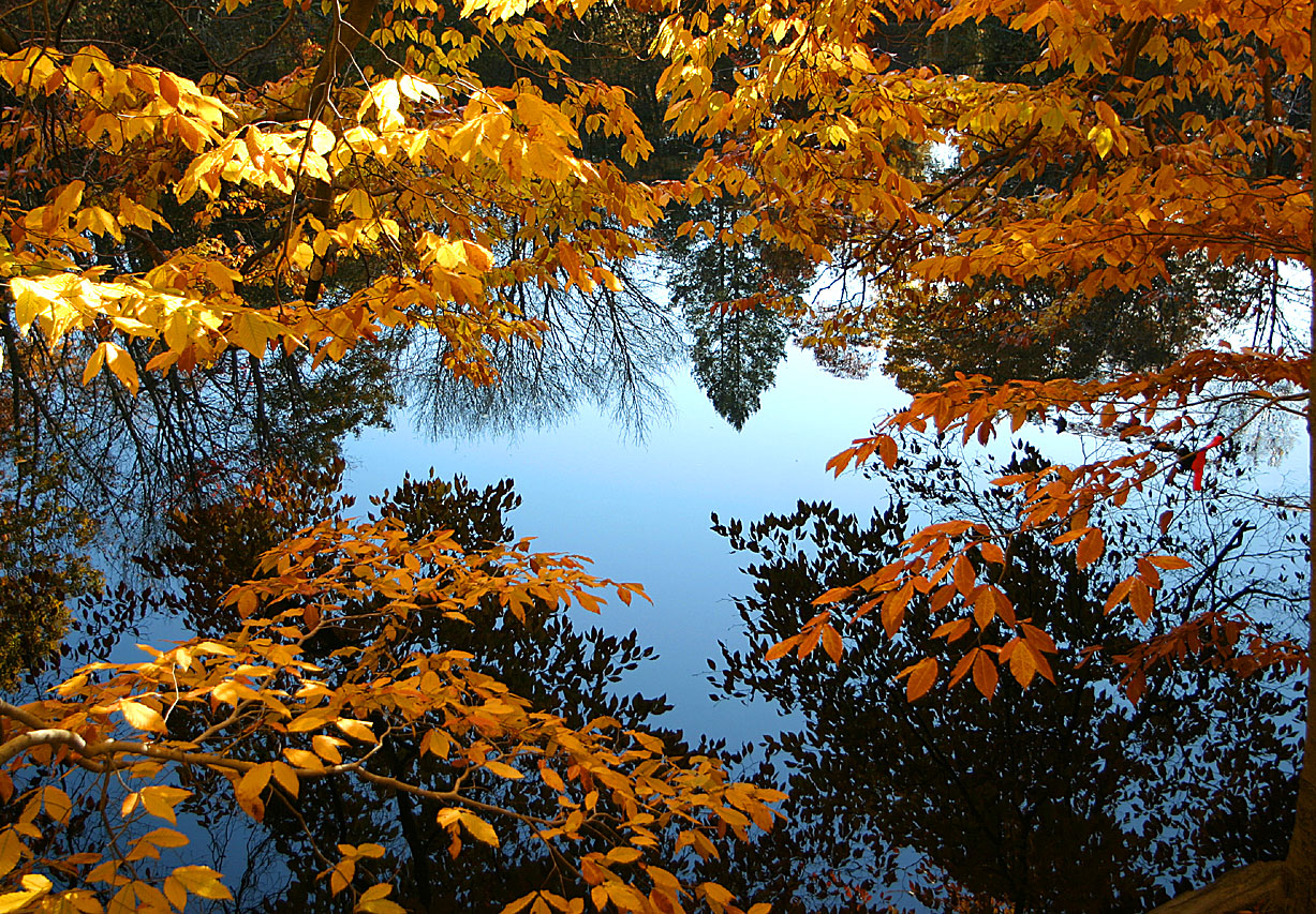 Calm Reflection