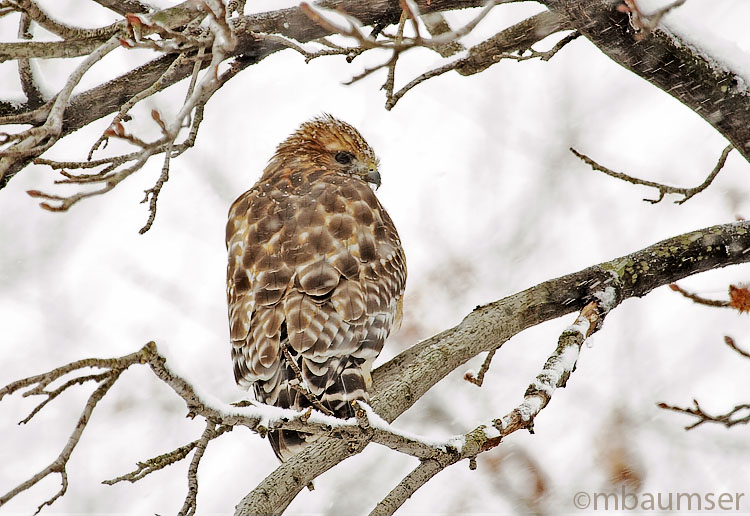 Hawk In My Tree