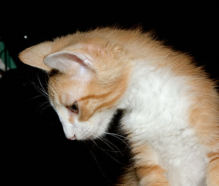 Julius-060108.2008.D02590