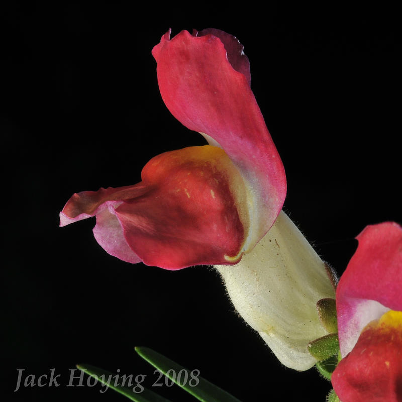 Snap Dragon