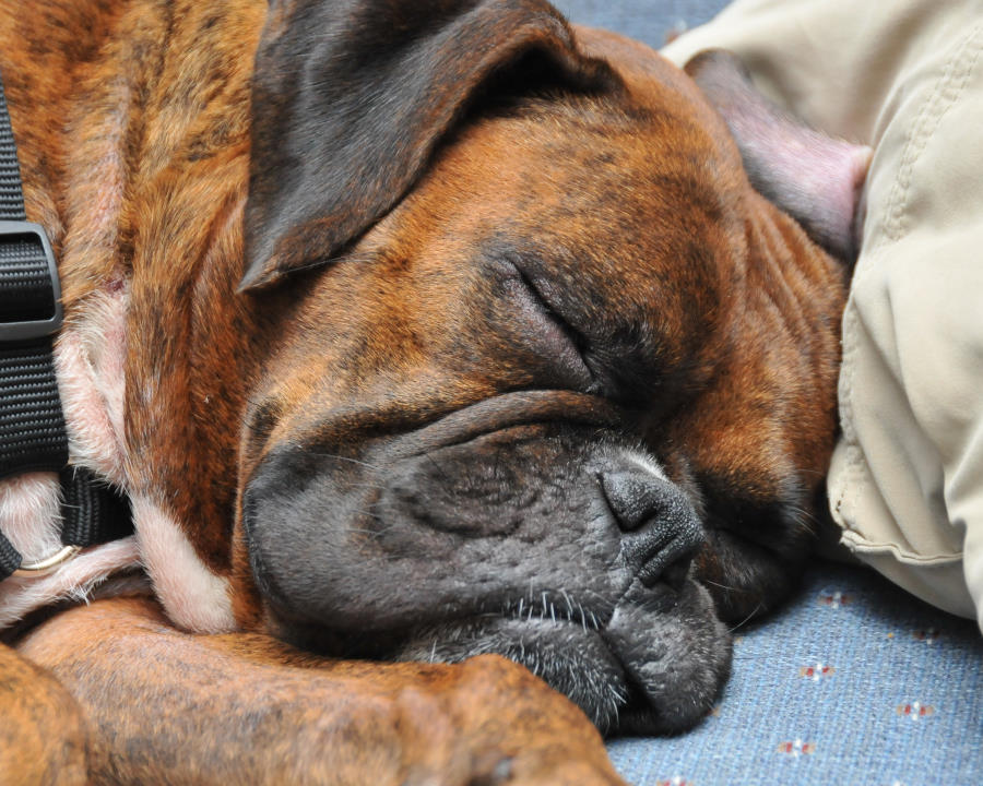 Bella Sleeping