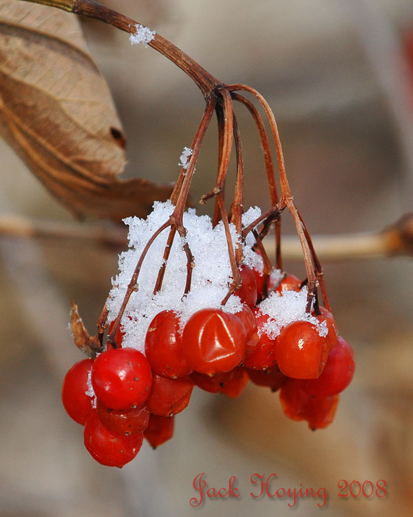 Snow on the Berries
