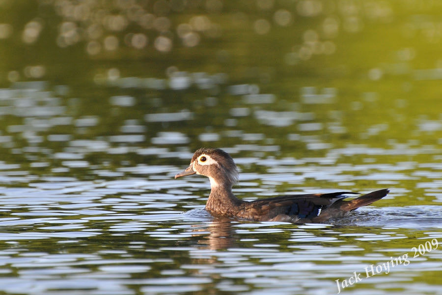 Female Wood Duck trying to distract us away from her family