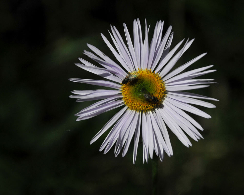Artic Alpine Fleabane