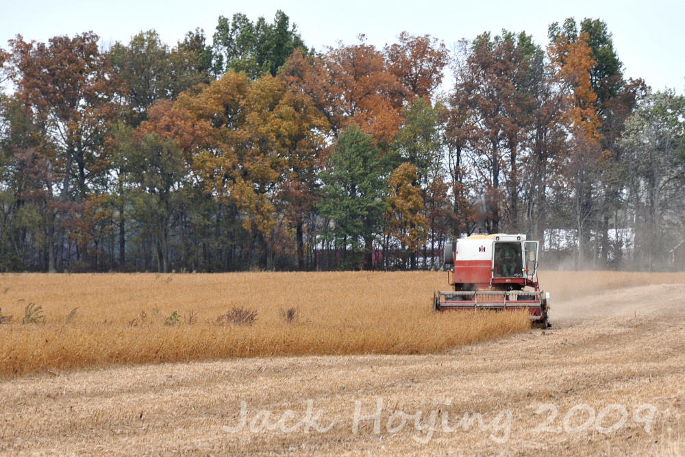 Soybean Harvest