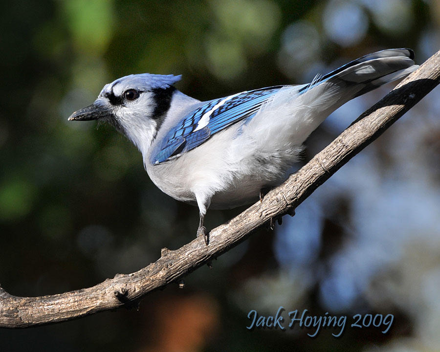 Blue Jay