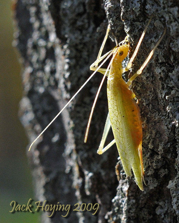 Backlit Snowy Tree Cricket
