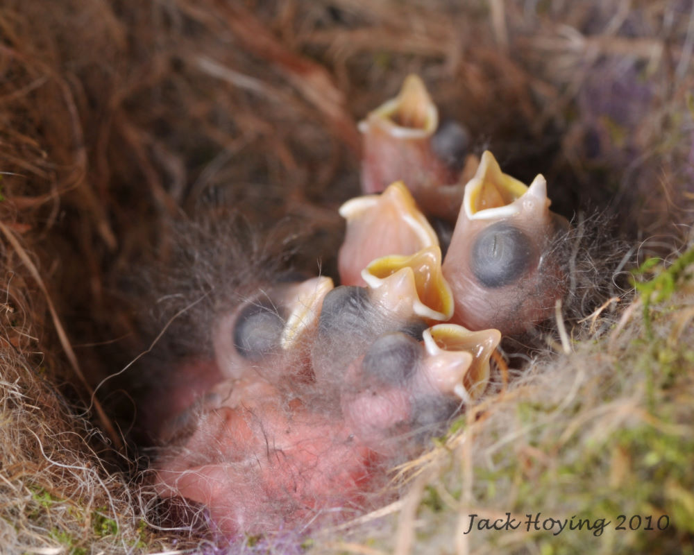 Six tiny but hungry Chickadees