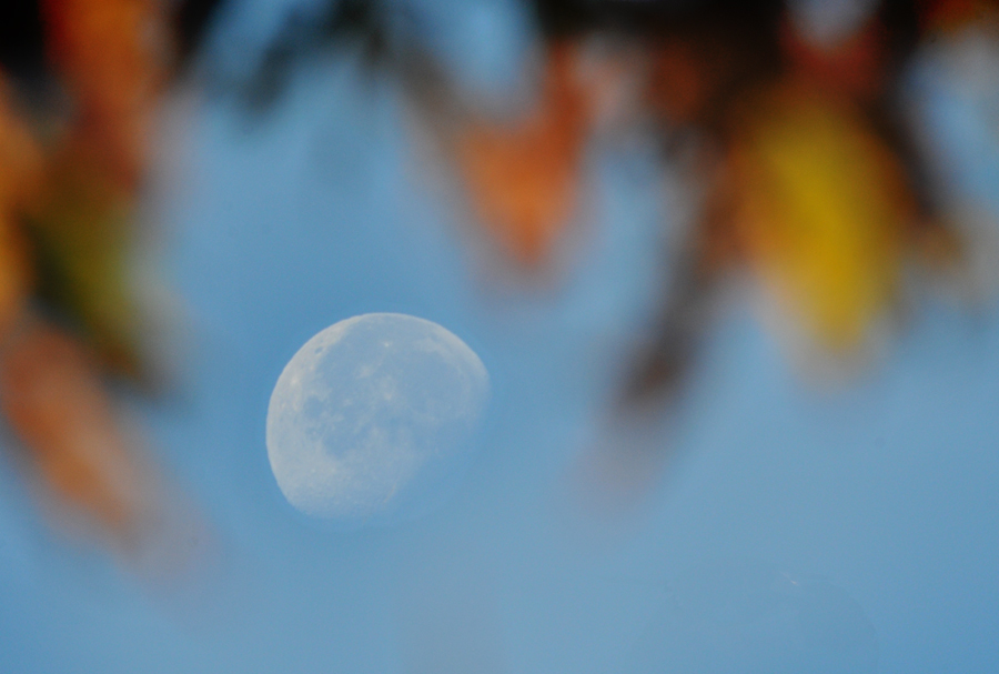 Fall Leaves and Moon