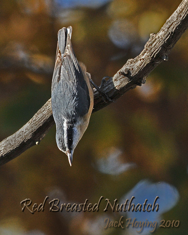 Red Breasted Nuthatch