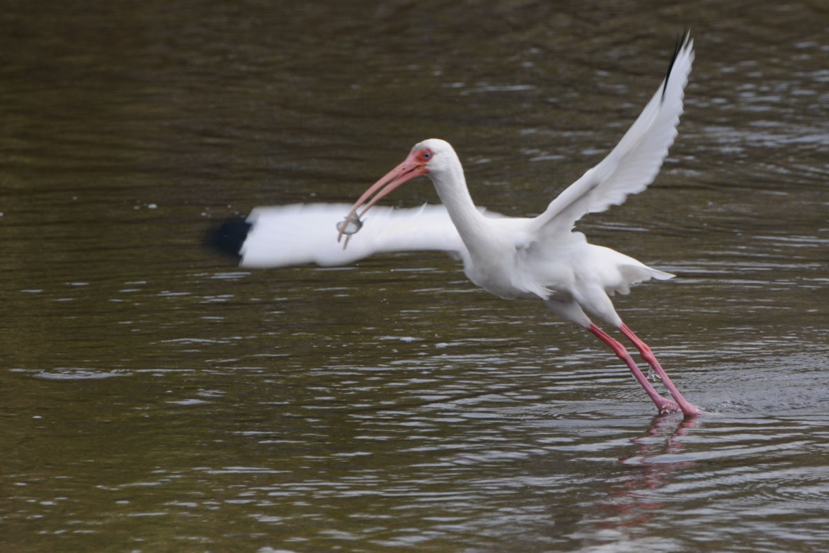 Happy Ibis with a Fish