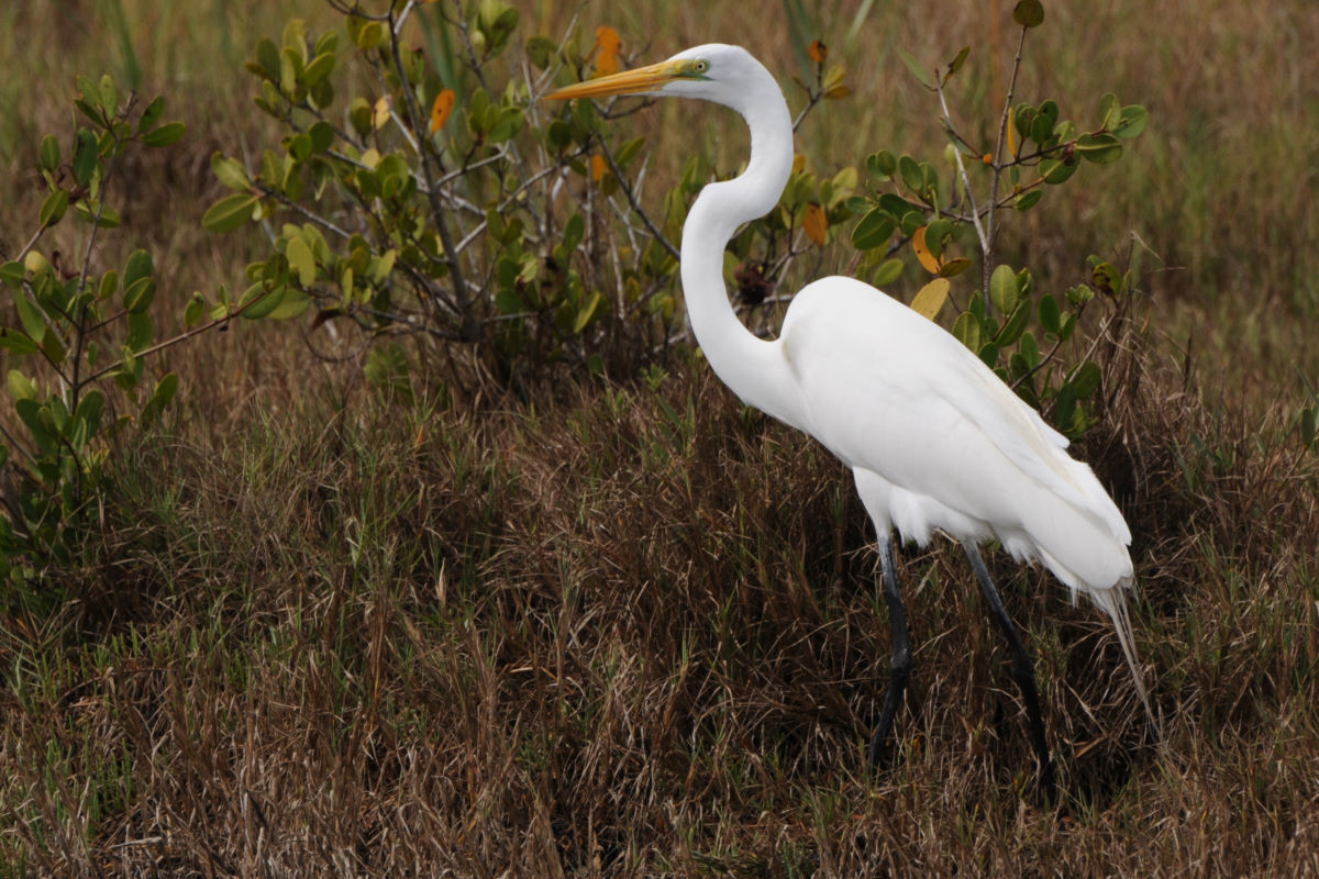 Great Egret