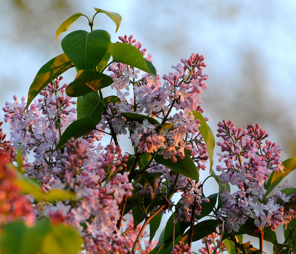 Lilac blooms in the evening light