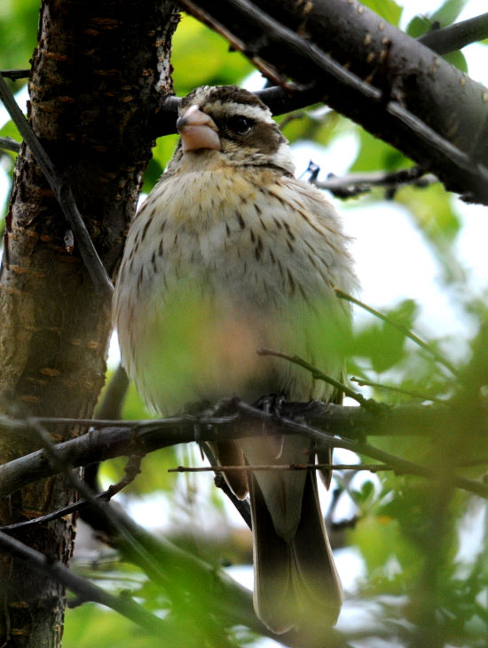 Female Rose-Breasted Grosbeak
