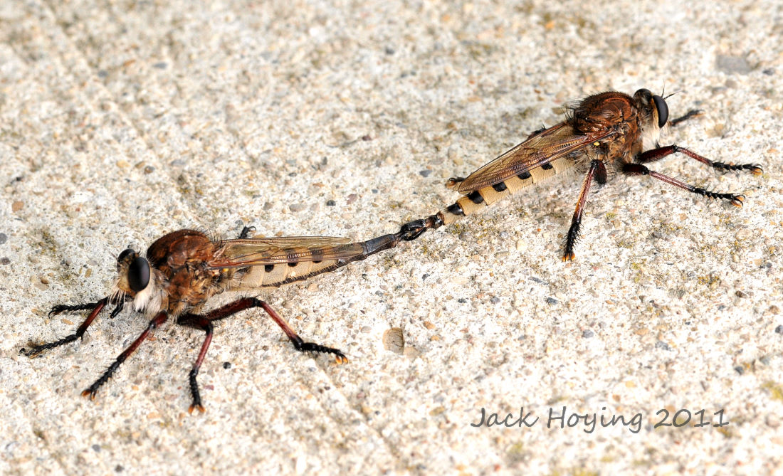 Mating Robber Flies