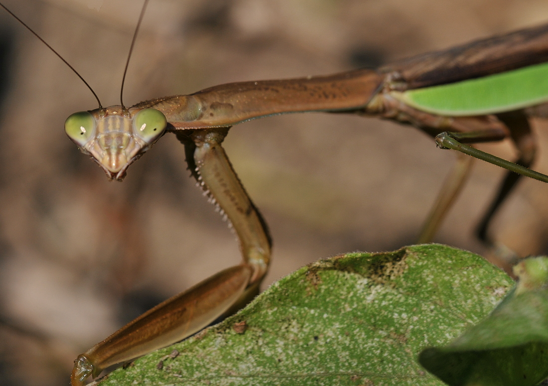 What you looking at?  Praying Mantis