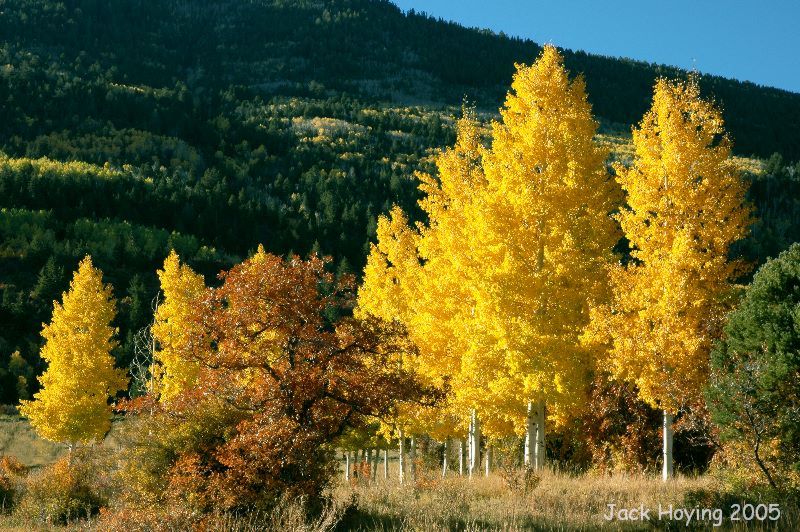 Utah Aspen