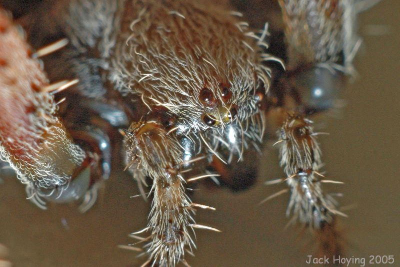 Spider Eyes