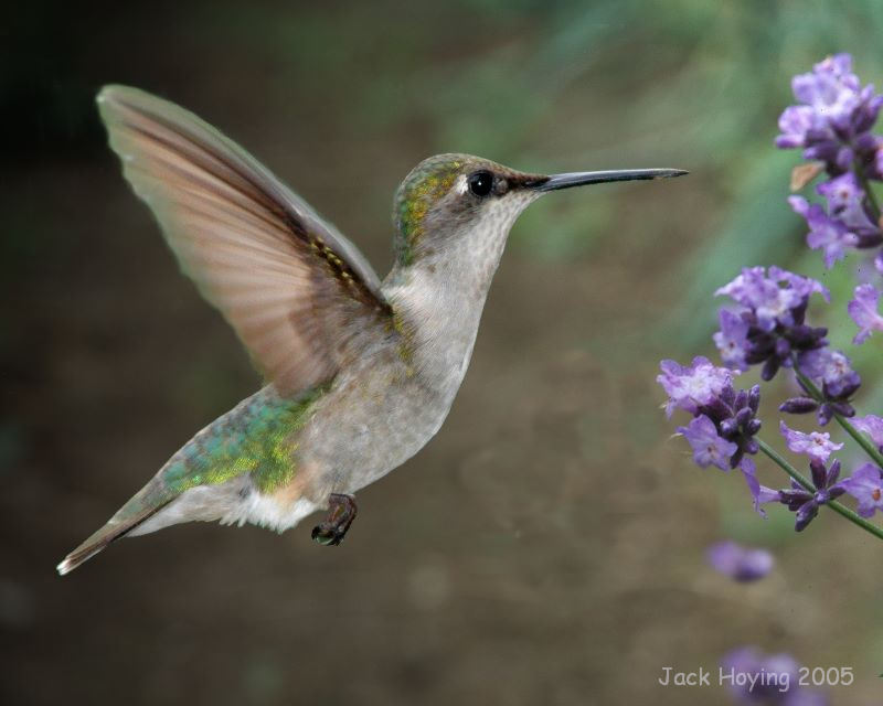 Hummingbird 1