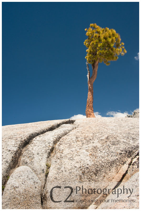 544-Trees grow from rocks in Yosemite_DSC7822.jpg