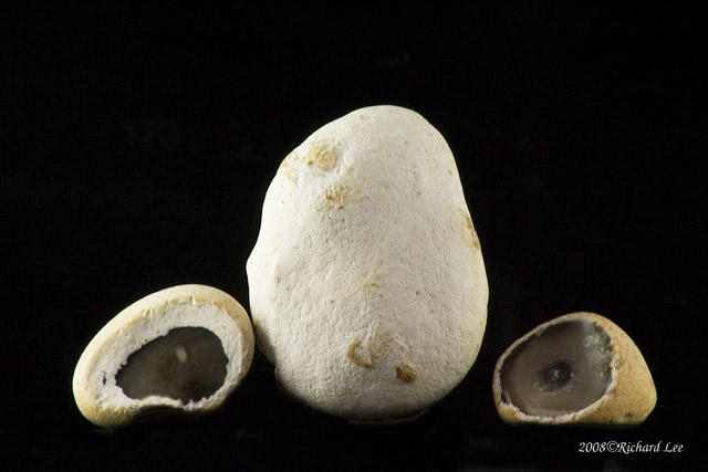 CRW_9353-chert_nodules.jpg
