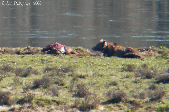 Grizzly with Elk Carcass