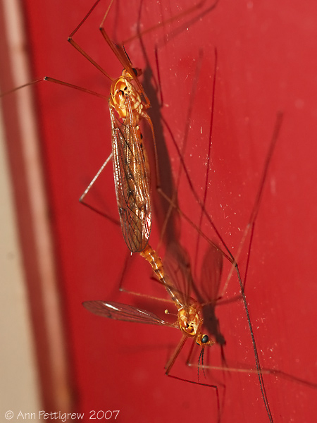 Mating Crane Flies