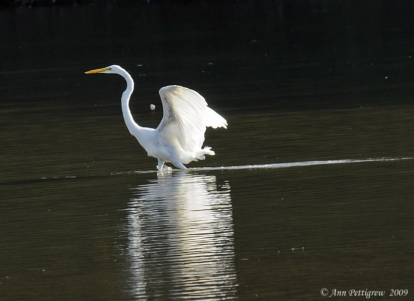 Great Egret