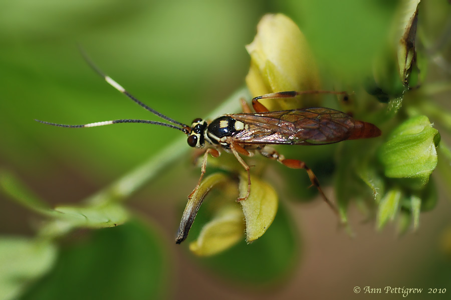 Sawfly sp. ???