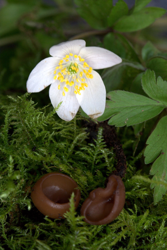 ANEMONE  CUP - Dumontinia tuberosa