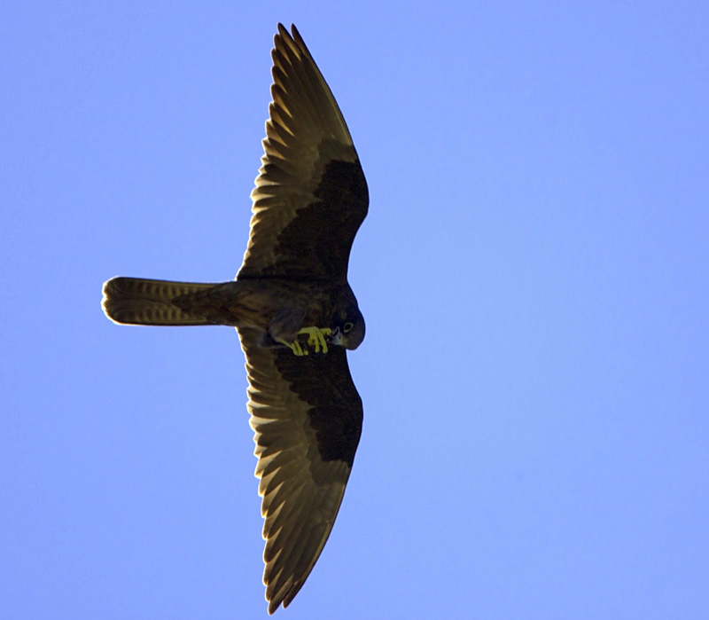 Eleonoras Falcon.