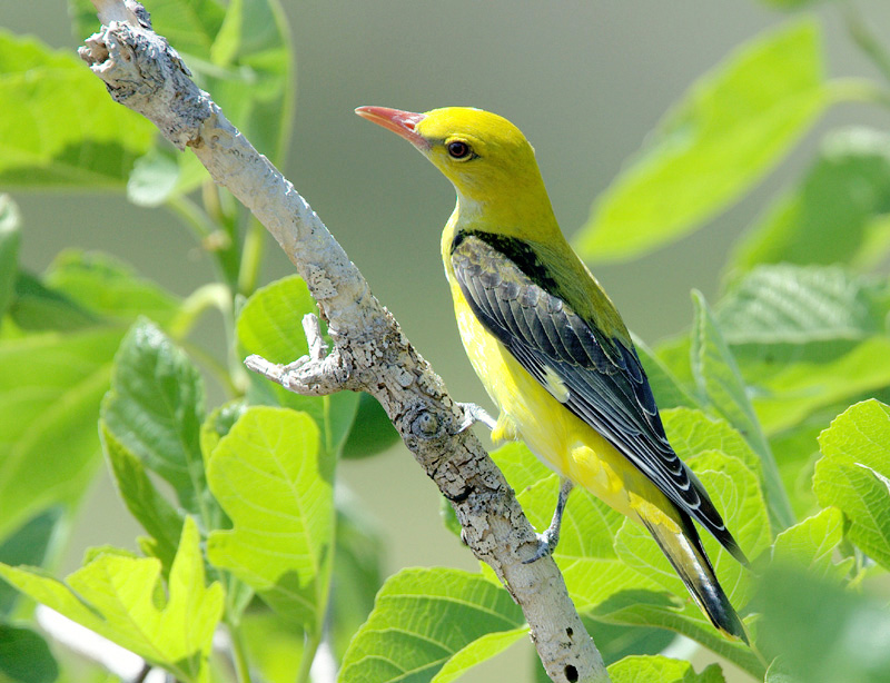 Golden Oriole.