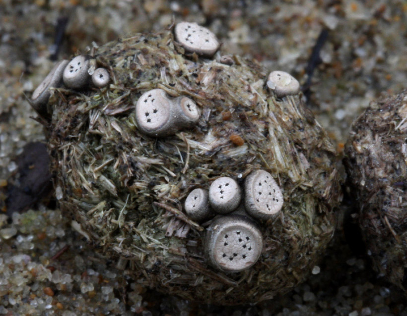 Poronia erici