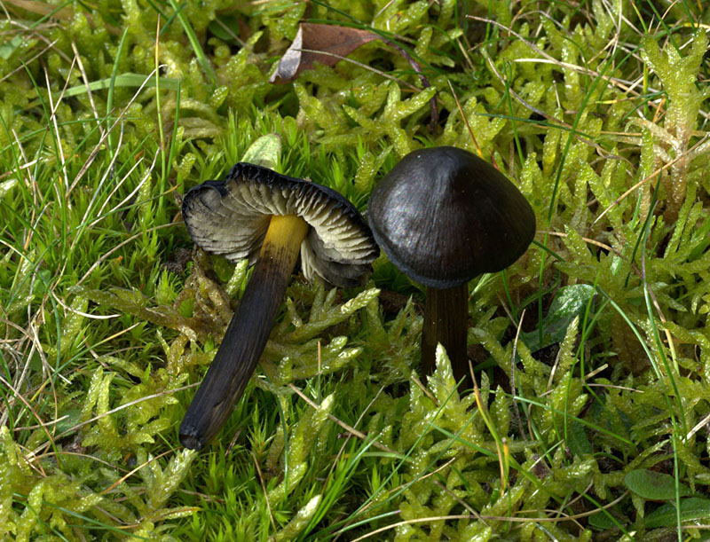 Hygrocybe conica ( Blackening Waxcap )