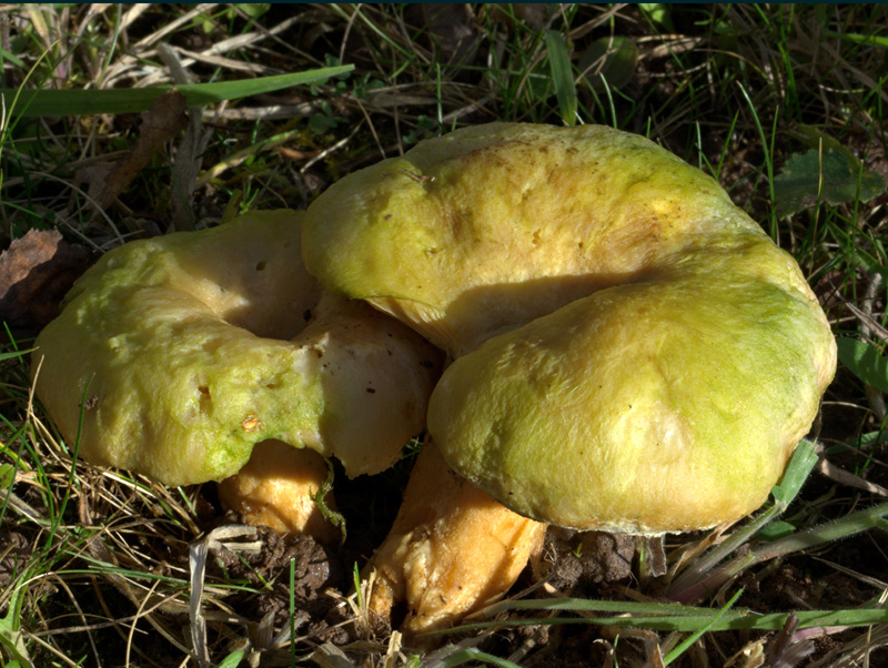 Lactarius deterrimus ( False saffron milkcap )