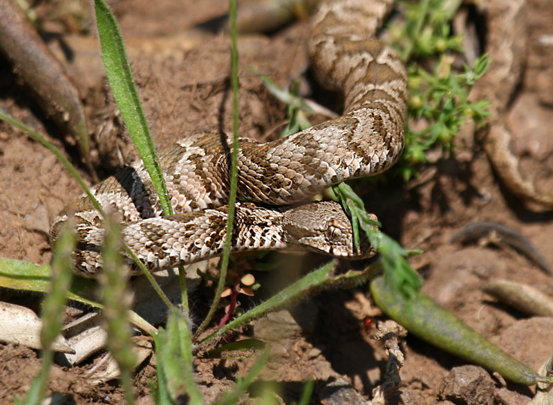 Montivipera Xanthina ( Ottoman Viper )
