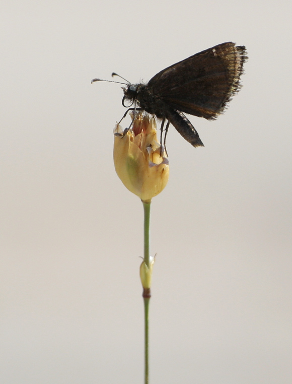 Inky-Skipper.