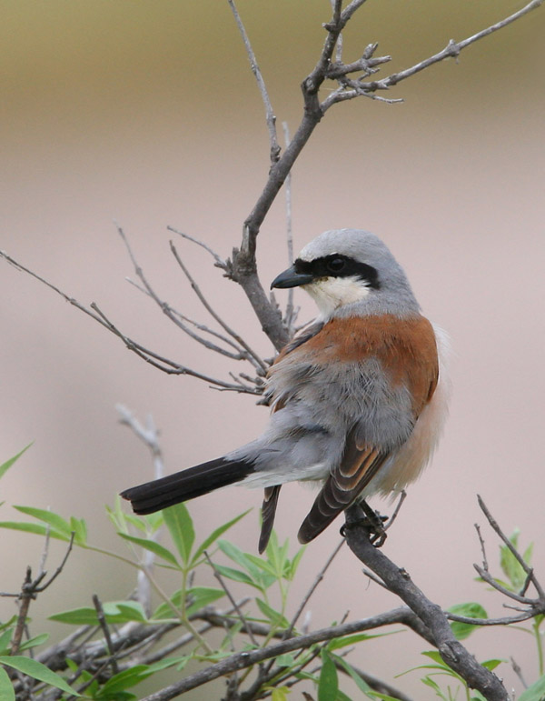 REDBACKED SHRIKE - Lanius collurio