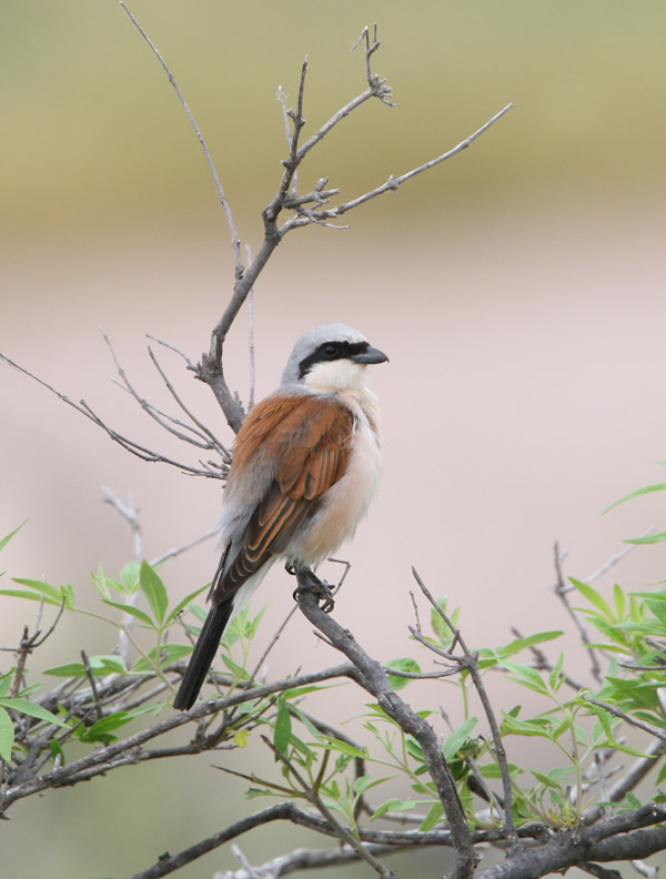 REDBACKED SHRIKE - Lanius collurio
