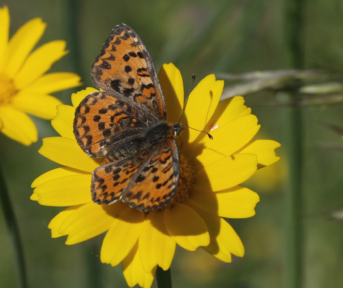 Lesser-spotted Fritillary