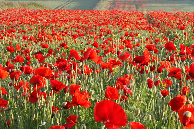 WILD FLOWERS